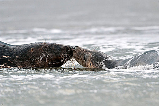 灰海豹,雌性,互动,雄性动物,石荷州,德国,欧洲