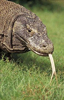 科摩多巨蜥,科摩多龙,蜥蜴类,爬行动物,科莫多国家公园,印度尼西亚,亚洲,动物