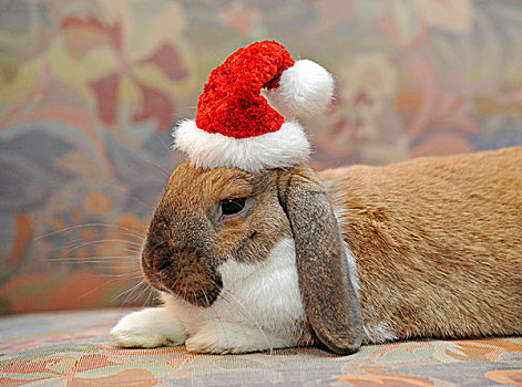 矮小,兔子,兔豚鼠属,戴着,圣诞帽