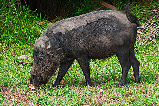 胡须,猪,巴戈国家公园,沙捞越,婆罗洲,马来西亚,亚洲
