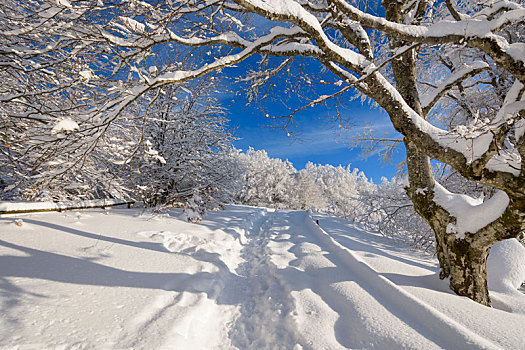 小路,雪,冬季风景,黑森林,布赖施高,巴登符腾堡,德国