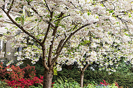 樱桃树,花园,满,春天,盛开,宅邸,波特兰,俄勒冈,美国