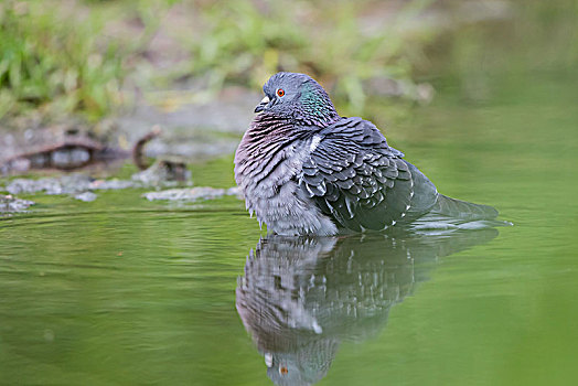 家鸽,站在水中,黑森州,德国,欧洲