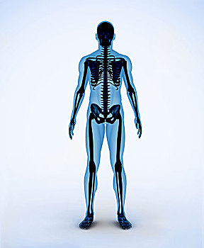 黑色,蓝色,数码,骨骼,身体