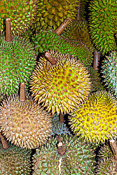 榴莲,水果,马六甲,城市,马来西亚