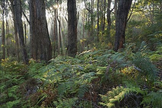树林,亚拉山国家公园,维多利亚,澳大利亚
