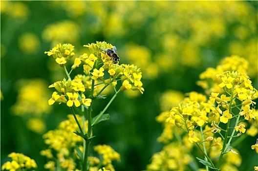 彩色,清新,黄花,蜜蜂,特写,塞尔吉耶夫,莫斯科,区域,俄罗斯