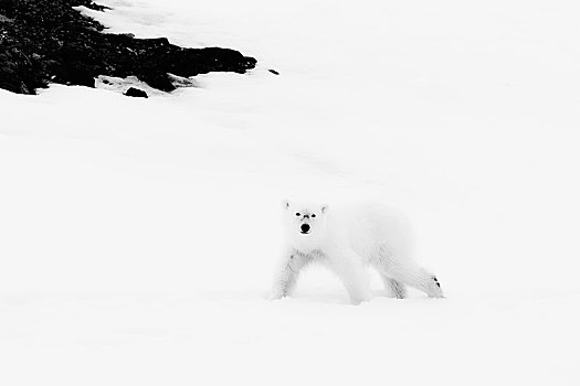 一岁,北极熊,幼兽,走,山脊,冰河,海峡,斯匹次卑尔根岛,岛屿,斯瓦尔巴群岛,挪威,欧洲