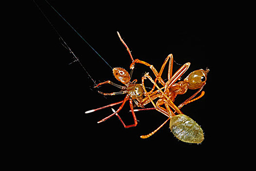 有足类,蜘蛛,绿色,树,蚂蚁,捕食,半空中,防护,昆士兰,澳大利亚