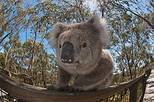 树袋熊,栏杆,一棵树,菲利普岛,澳大利亚