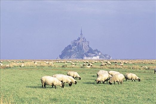 法国,下诺曼底,全景,圣米歇尔山,绵羊