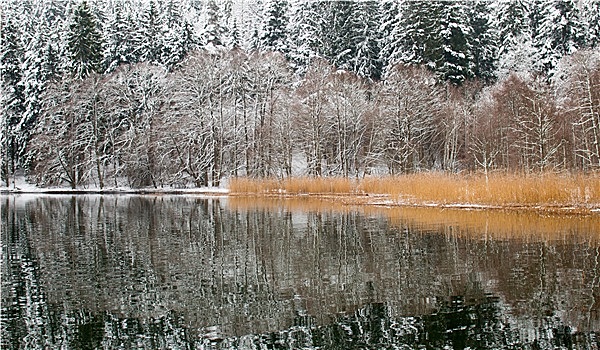 雪,树,反射,湖