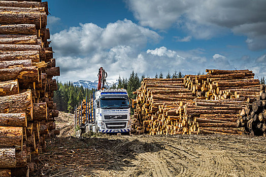 卡车,装载,木料,林业,中心,苏格兰