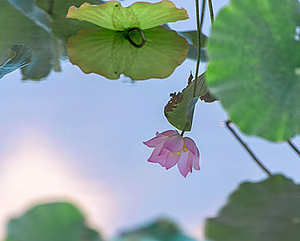 清塘荷花