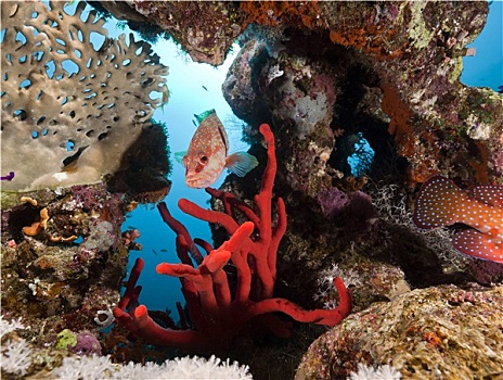水下生物,红海