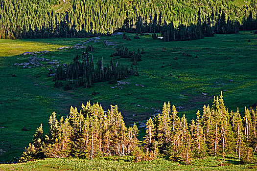 排,树,日出,冰川国家公园,蒙大拿