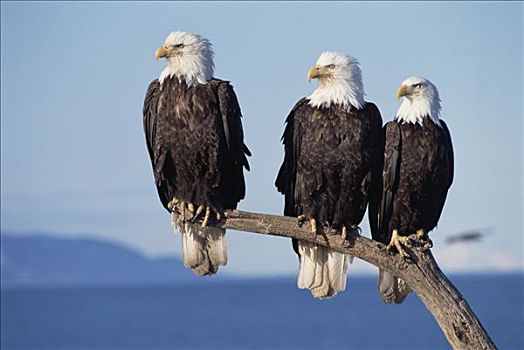 白头鹰,海雕属,雕,三个,坐,残枝,阿拉斯加