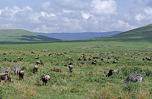 蓝角马,角马,白氏斑马,斑马,牧群,公园,坦桑尼亚