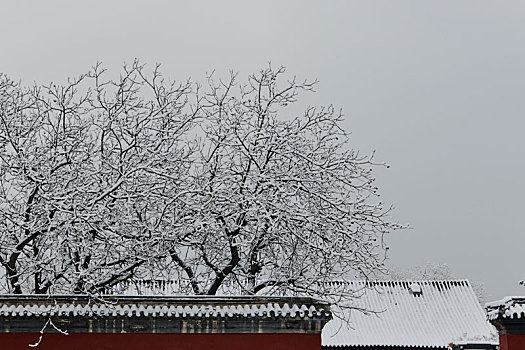 白脊雪树