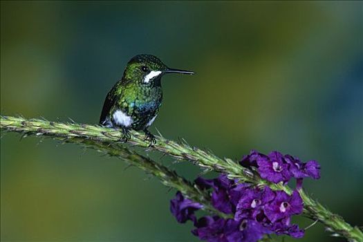 绿色,蜂鸟,雌性,栖息,花,雨林,峡谷,哥斯达黎加