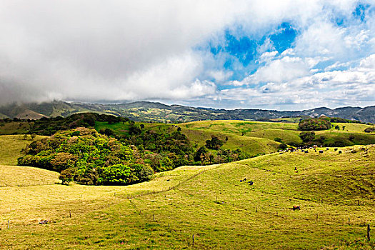景色,哥斯达黎加,乡村,牛,放牧,远景,山