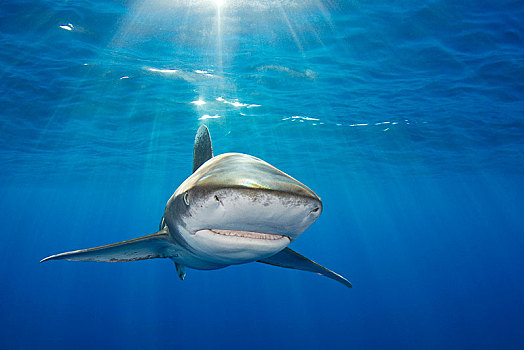 远洋白鰭鯊,长鳍真鲨,晴朗,深海,巴哈马浅滩,巴哈马,中美洲