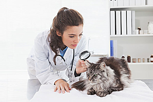 兽医,检查,猫,放大镜