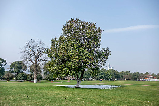 长沙橘子洲风景区冬景