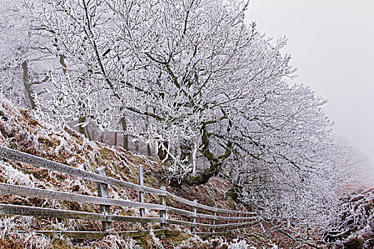 白霜,树,栅栏,洞,约克郡,英格兰