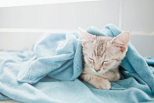 斑猫,小猫,睡觉,毯子