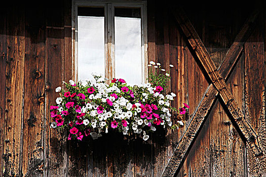矮牵牛花属植物,窗台花箱,老,农舍