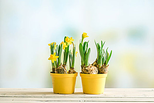两个,黄色,花盆,水仙花,复活节