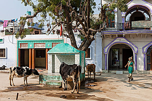 母牛,胜利宫,乡村,巴拉特普尔,拉贾斯坦邦,印度