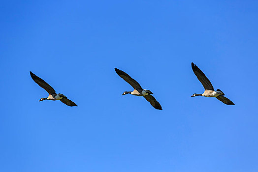 黑额黑雁,加拿大雁,飞行,蓝天,靠近,莫里斯堡,安大略省,省,加拿大,北美