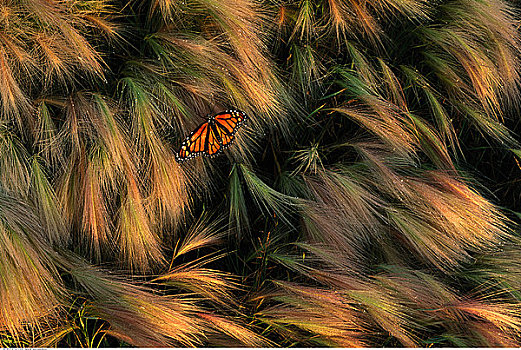 大麦,黑脉金斑蝶,安大略省,加拿大