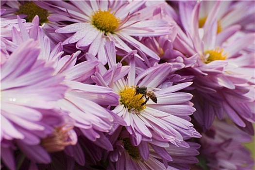 蜜蜂,收集,花蜜,粉花