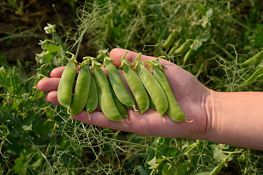 豌豆荚,女人,手,青豌豆,地点,荚