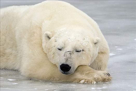 北极熊,睡觉,海冰,丘吉尔市,曼尼托巴,加拿大