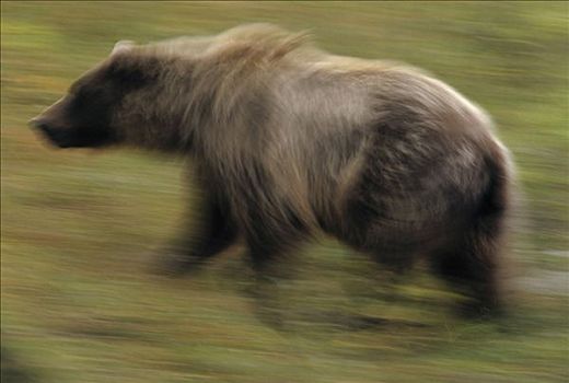 大灰熊,棕熊,母熊,秋天,苔原,德纳利国家公园和自然保护区,阿拉斯加