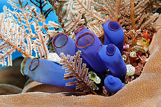 蓝色,被囊动物,大堡礁,昆士兰,太平洋,澳大利亚,大洋洲
