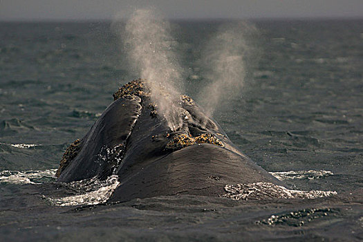 南露脊鲸,平面,喷涌,瓦尔德斯半岛,阿根廷