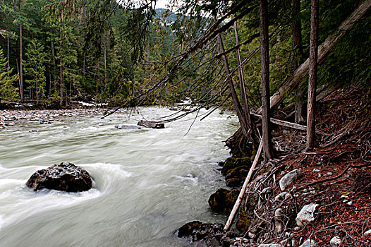 河,流动,树林,秋天,省立公园,不列颠哥伦比亚省,加拿大