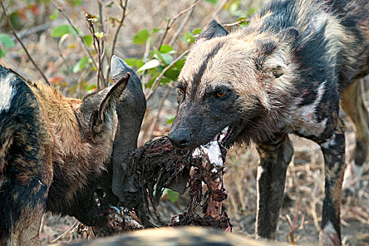 非洲野狗,非洲野犬属,一对,吃,疣猪,北方,博茨瓦纳