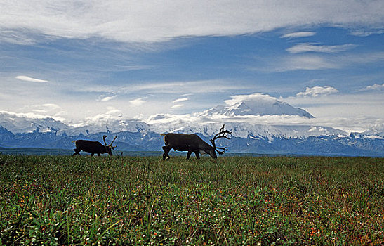 北美驯鹿,喂食,苔原,山,麦金利山,背景,夏天,德纳里峰国家公园,阿拉斯加