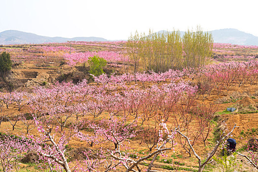 山东蒙阴乡村桃花