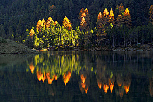 发光,落叶松属植物,秋天,反射,湖,瑞士,欧洲