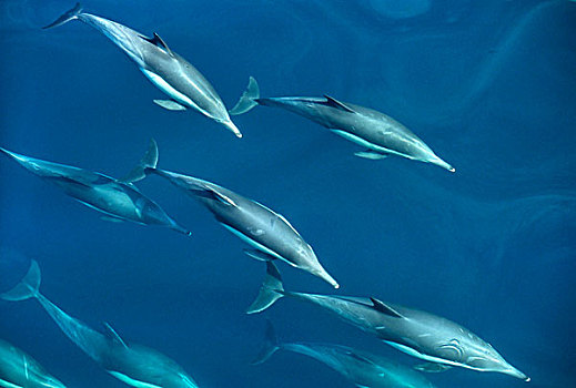 墨西哥,科特兹海,宽吻海豚,游动,水下,正面,船