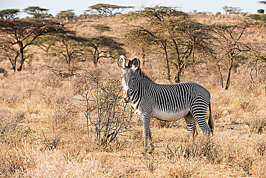 细纹斑马,站立,干燥,季节,大草原,萨布鲁国家公园,肯尼亚