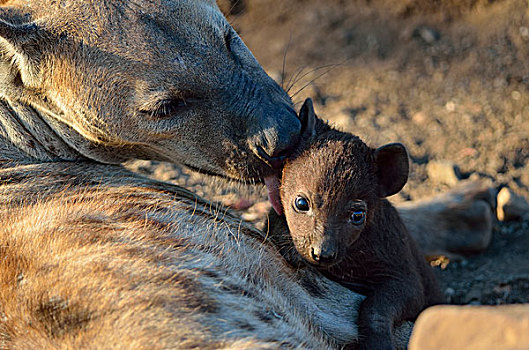 斑点土狼,成年,女性,舔,幼兽,雄性,早晨,亮光,克鲁格国家公园,南非,非洲