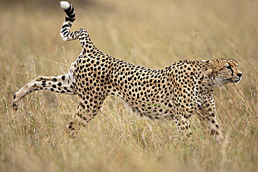 肯尼亚,马塞马拉野生动物保护区,印度豹,猎豹,走,高草,热带草原